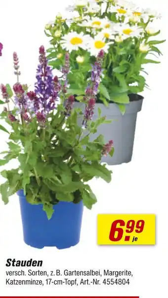 toom Baumarkt Stauden Angebot