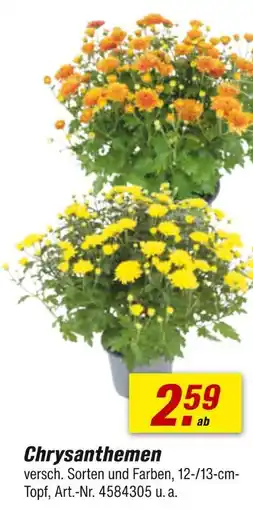 toom Baumarkt Chrysanthemen Angebot