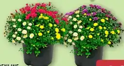 Aldi Nord Gardenline Chrysanthemen-Büsche-Trio Angebot