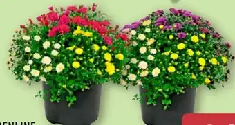 Aldi Nord Gardenline Chrysanthemen-Büsche-Trio Angebot
