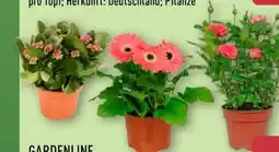 Aldi Nord Gardenline Kalanchoe Angebot