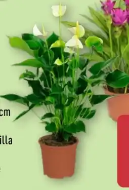 Aldi Nord Gardenline Exotische Blühpflanze Angebot