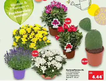 Kaufland Gartenpflanzen XL Angebot