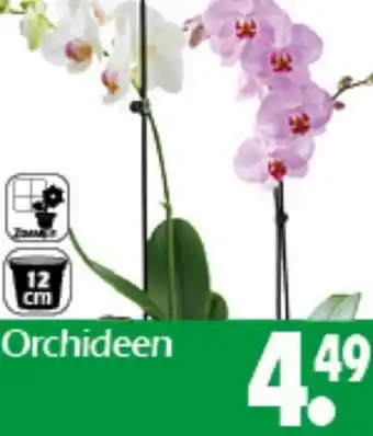 Wreesmann Orchideen Angebot