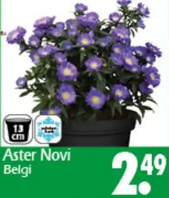 Wreesmann Aster Novi Belgi Angebot