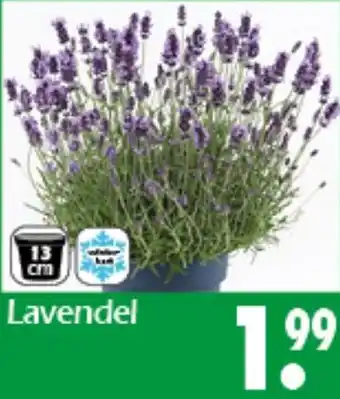Wreesmann Lavendel Angebot