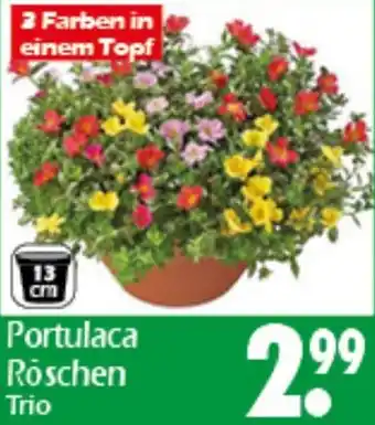 Wreesmann Portulaca Rōschen Trio Angebot