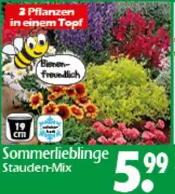 Wreesmann Sommerlieblinge Stauden-Mix Angebot