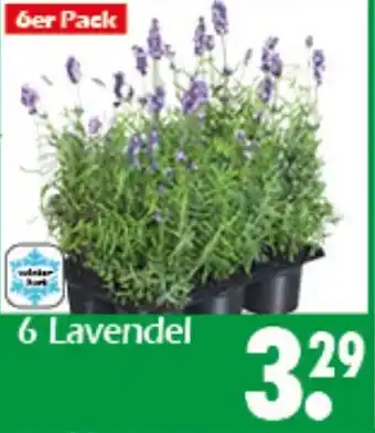 Wreesmann 6 Lavendel Angebot