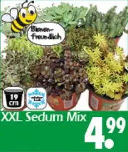 Wreesmann XXL Sedum Mix Angebot