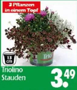 Wreesmann Triolino Stauden Angebot