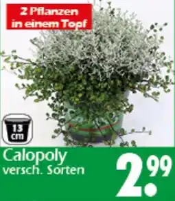 Wreesmann Calopoly versch. Sorten Angebot