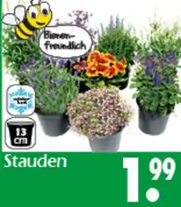 Wreesmann Stauden Angebot