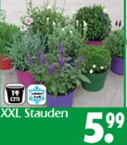 Wreesmann XXL Stauden Angebot
