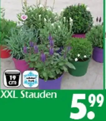 Wreesmann XXL Stauden Angebot