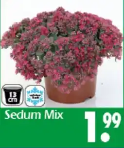 Wreesmann Sedum Mix Angebot