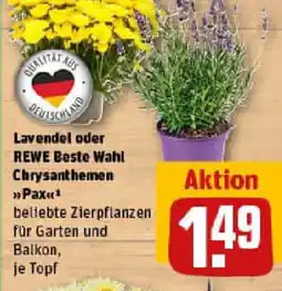 REWE Lavendel oder REWE Beste Wahl Chrysanthemen Pax Angebot