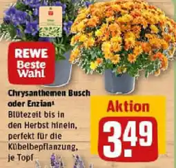 REWE REWE Beste Wahl Chrysanthemen Busch oder Enzian Angebot