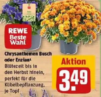 REWE REWE Beste Wahl Chrysanthemen Busch oder Enzian Angebot