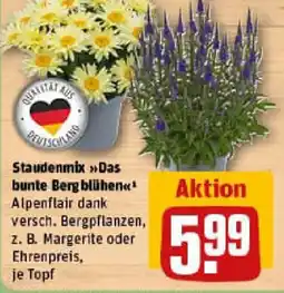 REWE Staudenmix Das bunte Berg blühen Angebot