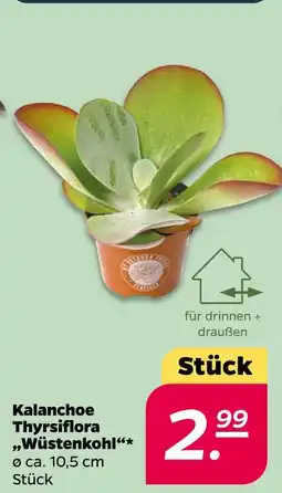 NETTO Kalanchoe thyrsiflora „wüstenkohl“ Angebot