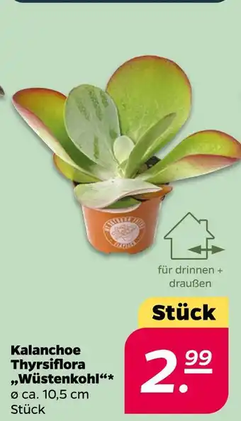 NETTO Kalanchoe thyrsiflora „wüstenkohl“ Angebot