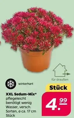 NETTO Xxl sedum-mix Angebot