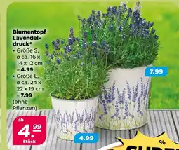NETTO Blumentopf lavendeldruck Angebot