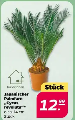 NETTO Japanischer palmfarn 'cycas revoluta' Angebot
