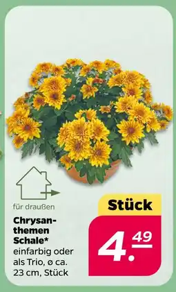 NETTO Chrysanthemen schale Angebot