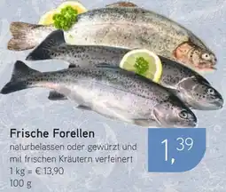 Dornseifer Frische Forellen Angebot