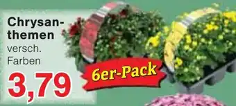 Wiglo Wunderland Chrysanthemen Angebot