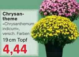 Wiglo Wunderland Chrysantheme Angebot