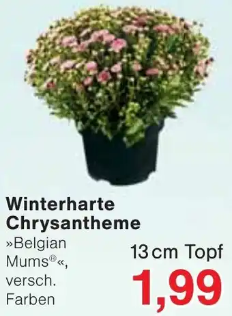 Wiglo Wunderland Winterharte Chrysantheme Angebot