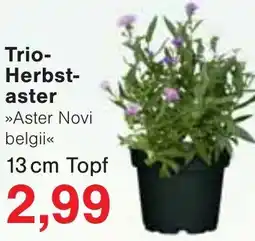 Wiglo Wunderland Trio-Herbstaster Angebot