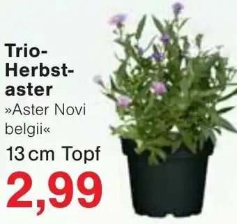 Wiglo Wunderland Trio-Herbstaster Angebot