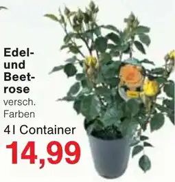 Wiglo Wunderland Edel- und Beetrose Angebot