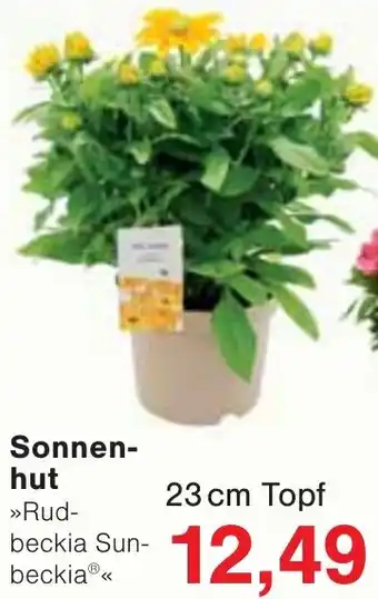 Wiglo Wunderland Sonnenhut Angebot