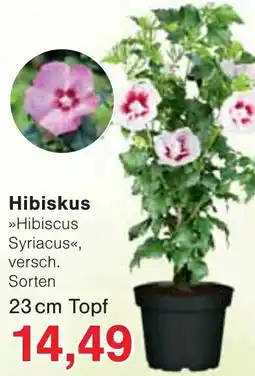 Wiglo Wunderland Hibiskus Angebot