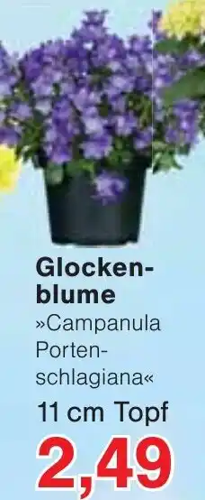 Wiglo Wunderland Glockenblume Angebot