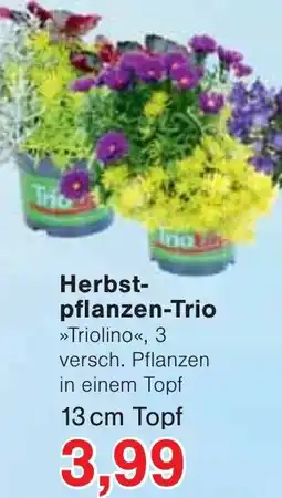 Wiglo Wunderland Herbstpflanzen-Trio Angebot