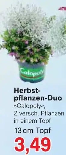 Wiglo Wunderland Herbstpflanzen-Duo Angebot