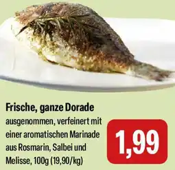 Feneberg Frische, ganze Dorade Angebot