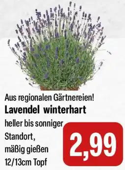 Feneberg Lavendel winterhart Angebot
