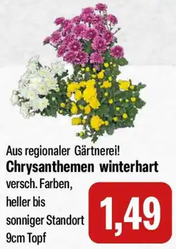 Feneberg Chrysanthemen winterhart Angebot