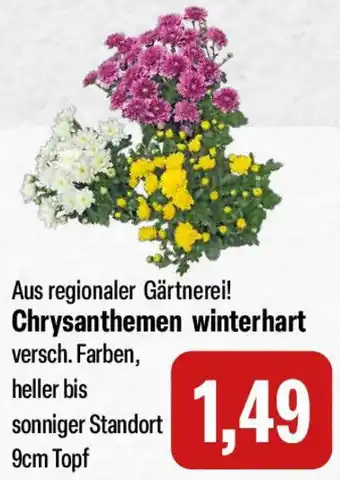 Feneberg Chrysanthemen winterhart Angebot