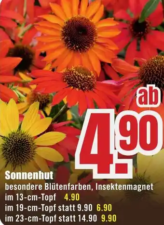 B1 Discount Baumarkt Sonnenhut Angebot