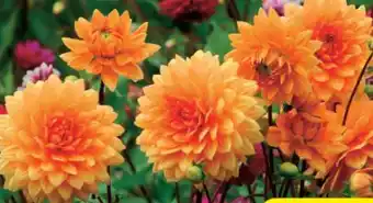 Hagebau Dahlien Angebot
