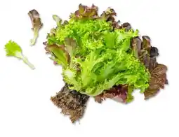 Kaufland Salat Multicolor Angebot