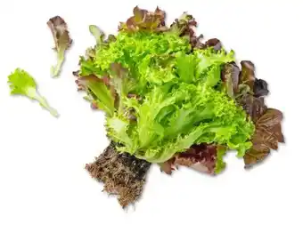 Kaufland Salat Multicolor Angebot